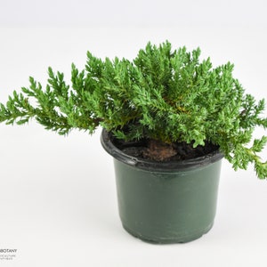 Pre-bonsai Juniper Procumbens 'Nana' - Live Bonsai Plant, 3-4 Years Old, Ready to Train | Indoor Gardening Houseplant Tree Gift Evergreen