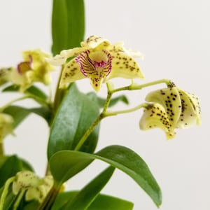 Fragrant Orchid Plant LIVE IN SPIKE Dendrobium Chocolate Chip | Rare Mini Miniature Blooming Size Latouria Indoor Gardening Houseplant Gift