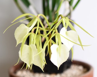 Fragrant Orchid Plant LIVE Brassavola Little Stars | BLOOMING SIZE Gift Rare Exotic Tropical Houseplant Collectible Cattleya