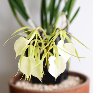 Fragrant Orchid Plant LIVE Brassavola Little Stars | BLOOMING SIZE Gift Rare Exotic Tropical Houseplant Collectible Cattleya