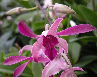 Rare Orchid Etsy