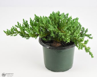 Pre-bonsai Juniper Procumbens 'Nana' - Live Bonsai Plant, 3-4 Years Old, Ready to Train | Indoor Gardening Houseplant Tree Gift Evergreen