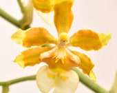 Flowering Orchid Oncidium Hilo Firecracker Lucky Strike Live Orchid Plant Gifts for Her Flowers Rare House Plants Home Garden