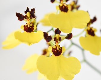 Mini Dancing Lady Orchid Plant LIVE Oncidium Moon Shadow Tiger Tail | Rare BLOOMING SIZE Indoor Gardening Houseplant Exotic Gift Yellow