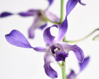 Antelope Orchid Plant LIVE Dendrobium Somkiat Blue | Rare BLOOMING SIZE Indoor Gardening Houseplant Exotic Holiday Purple Flower