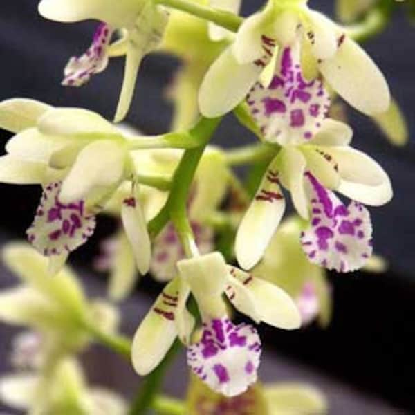 Fragrant Species Orchid Plant LIVE Phalaenopsis (Sedirea) japonica | Rare BLOOMING SIZE Mini Miniature Home Garden Yellow Flower Gift
