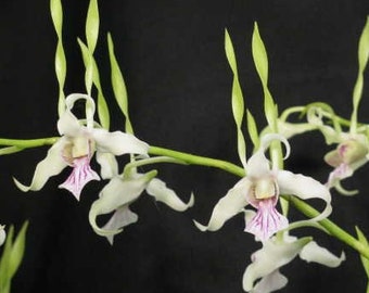 Species Orchid Plant LIVE Dendrobium antennatum | Near Blooming Size Indoor Gardening Houseplant Rare Flower Holiday Gifts Tropical Foliage