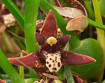 Fragrant Coconut Orchid Plant LIVE Maxillaria tenuifolia | Rare Species BLOOMING SIZE Indoor Gardening Houseplant Exotic Red Flower Gift