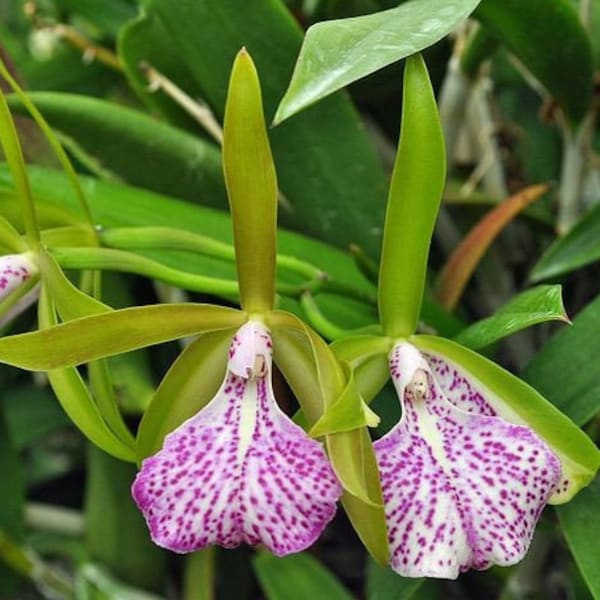 Fragrant Orchid Plant LIVE IN SPIKE Brassocattleya Binosa 'Key Lime' | Rare Cattleya Alliance Magenta Blooming Indoor Gardening Houseplant