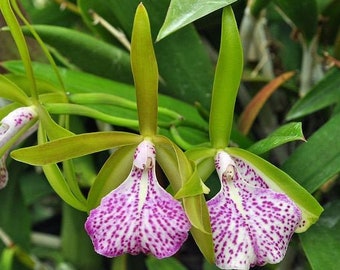 Fragrant Orchid Plant LIVE IN SPIKE Brassocattleya Binosa 'Key Lime' | Rare Cattleya Alliance Magenta Blooming Indoor Gardening Houseplant
