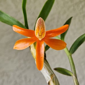 Fragrant species Dendrobium Orchid Plant Live Den unicum | Rare BLOOMING SIZE Tropical Flowering Houseplant Gift, Nobile Type Species Orchid
