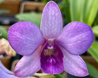 Orchid Plant LIVE Dendrobium Thanes Blue | Rare BLOOMING SIZE DenPhal Type Indoor Gardening Houseplant Purple Exotic Flower Holiday Gift