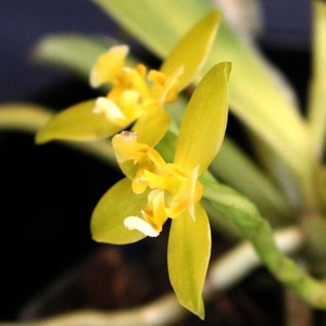 Fragrant Starter Species Orchid Plant LIVE Phalaenopsis cornu-cervi var flava | Near Blooming Size Miniature Indoor Gardening Yellow Flower