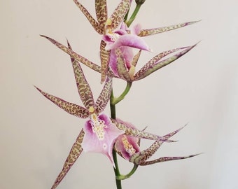 Orchid Plant LIVE Miltassia C. M. Fitch 'Izumi’ | Rare BLOOMING SIZE Brassia Miltonia Indoor Gardening Houseplant Holiday Gifts Exotic