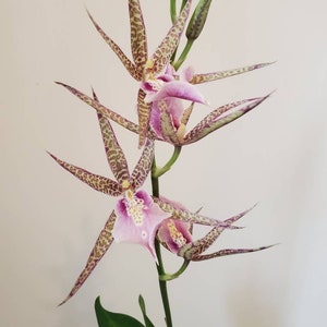 Orchid Plant LIVE Miltassia C. M. Fitch 'Izumi’ | Rare BLOOMING SIZE Brassia Miltonia Indoor Gardening Houseplant Holiday Gifts Exotic