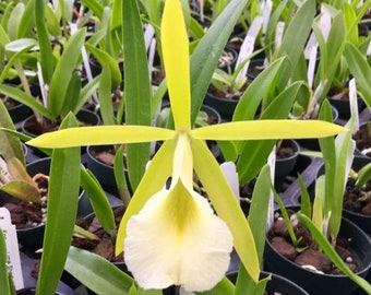 Fragrant Orchid Plant LIVE Procatavola Key Lime Stars | BLOOMING SIZE Gift Rare Exotic Tropical Houseplant Collectible Brassavola Cattleya
