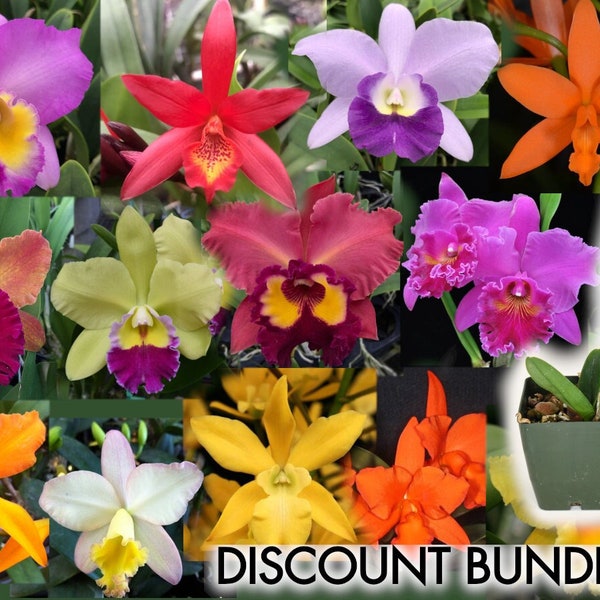 Starter Cattleya Orchid Bundle Box - Plants @ Reduced Prices | Rare LIVE Indoor Gardening Houseplant Exotic Holiday Gift Greenhouse Discount