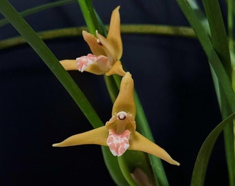 Fragrant Coconut Orchid Plant LIVE IN SPIKE Maxillaria tenuifolia 'Yamada' | Rare Species Blooming Indoor Gardening Houseplant Yellow Flower