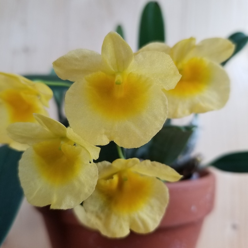 Fragrant Species Orchid Plant LIVE Dendrobium Lindleyi/aggregatum Rare