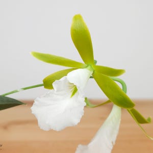 Fragrant Mini Orchid Plant LIVE Encyclia mariae | Rare BLOOMING SIZE Indoor Garden Houseplant species Holiday Gift Epidendrum White Flower