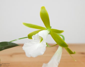 Fragrant Mini Orchid Plant LIVE Encyclia mariae | Rare BLOOMING SIZE Indoor Garden Houseplant species Holiday Gift Epidendrum White Flower