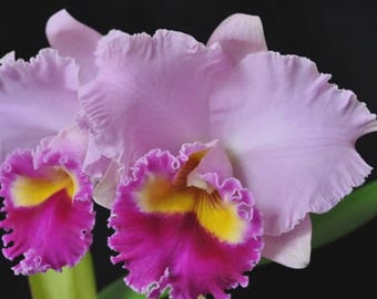 Orchid Plant LIVE Rlc. Joy Sokabe 'Shining' | Rare BLOOMING SIZE Indoor Gardening Houseplant Cattleya Alliance Pink Purple Flower