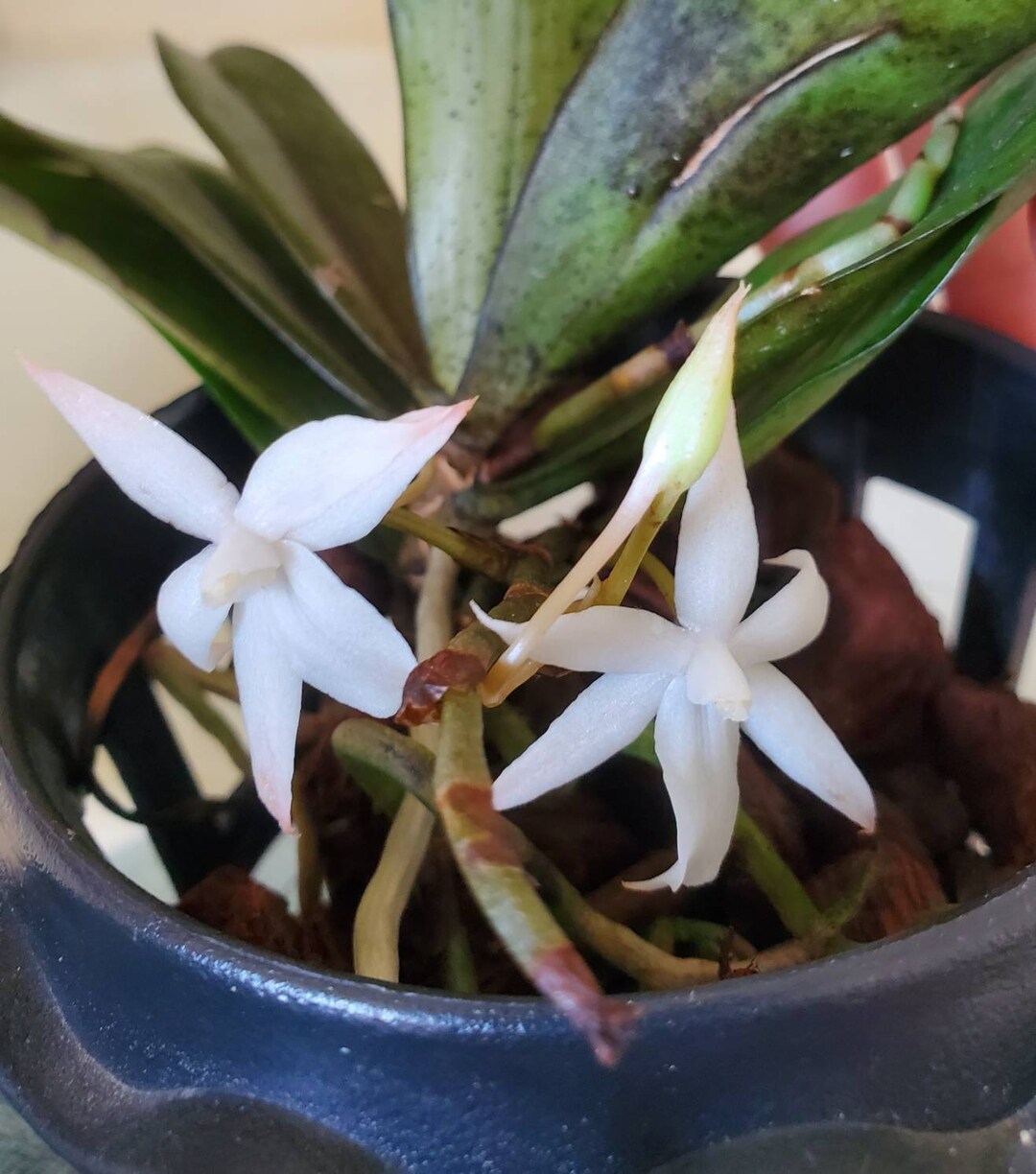 Fragrant West African Orchid Plant LIVE Aerangis Biloba | BLOOMING SIZE ...