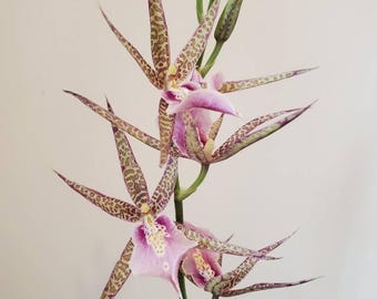 Brassia Aunty Diana Aki 'malika', Spider Shaped Flowers - Etsy