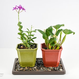 May include: Two potted orchid plants, one with purple flowers, in green and red square pots, on a brown tray with small stones.