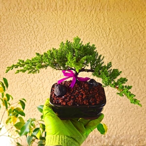 May include: A small green juniper bonsai tree planted in a dark rectangular ceramic pot filled with reddish-brown soil. The tree features a bright pink ribbon tied around its trunk and two dark stones placed on the surface of the soil.