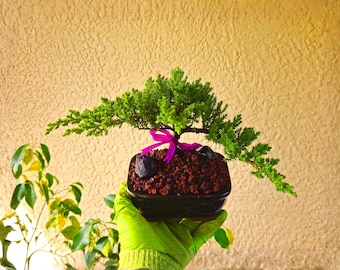 Juniper Bonsai Tree • Live Plant 5 Yrs Old, Artisan Trained, 5" pot, Traditional Glazed Ceramic, Kit, Supplies • Juniper Procumbens 'Nana'