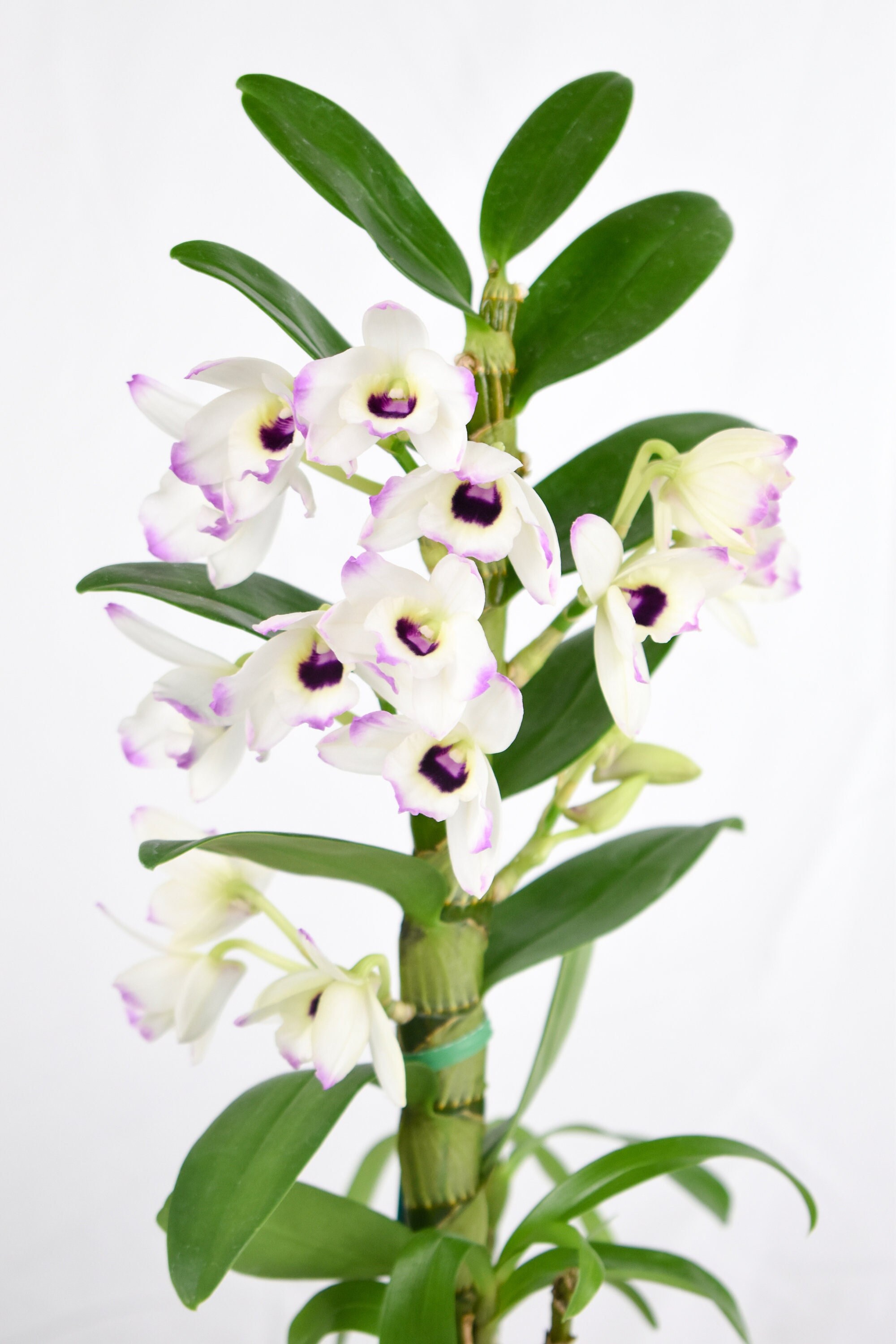 Fragrant Live Orchid Plant Dendrobium Love Memory 'fizz