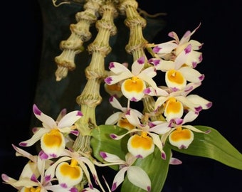 Wizard's Cane Orchid Plant LIVE Dendrobium pendulum | Rare BLOOMING SIZE Species Indoor Gardening Houseplant Exotic White Purple Flower Gift