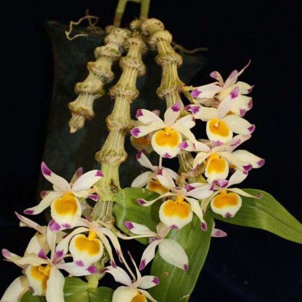 Wizard's Cane Orchid Plant LIVE Dendrobium pendulum | Rare BLOOMING SIZE Species Indoor Gardening Houseplant Exotic White Purple Flower Gift