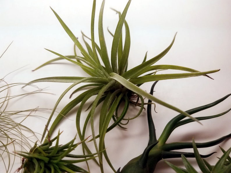 live plants delivered for mother's day