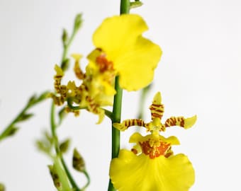 Dancing Lady Live Orchid Plant Live Oncidium Gower Ramsey, 4" Mature/Blooming Size Rare Indoor Tropical Foliage Exotic Yellow Flower Gift