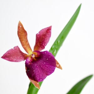 May include: A single pink orchid with dew drops on the petals. The orchid is in bloom and has a yellow center. The orchid is on a green stem.