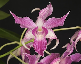 Orchid Plant Live Dendrobium Sherry Abe • Latouria Type • Blooming Size in 4" Pot • Easy Care, Rare and Exotic Tropical Plant Gift
