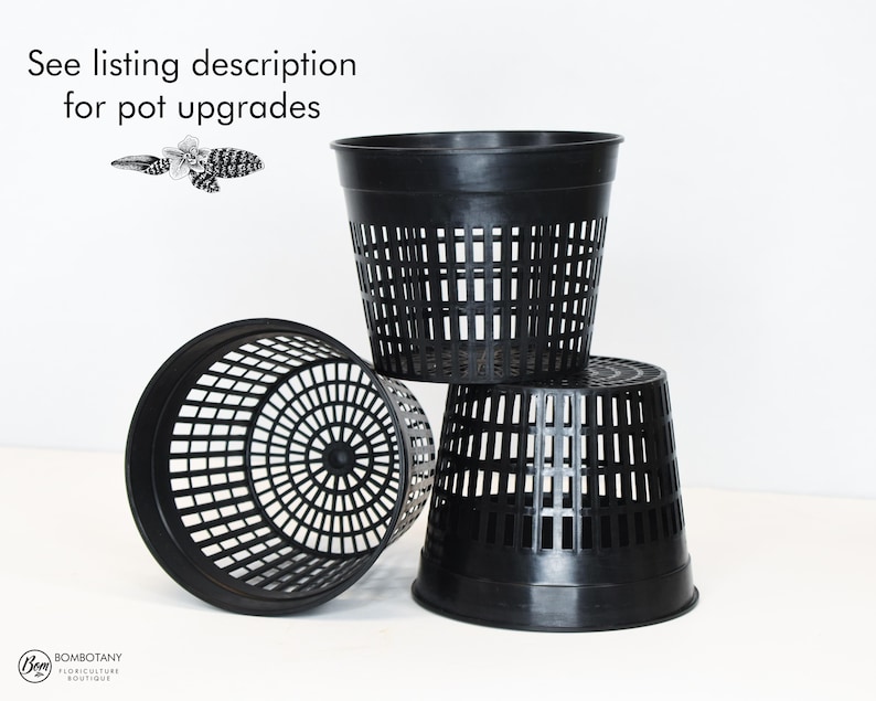 Fragrant Rare Species Orchid Plant LIVE Phalaenopsis Cornucervi Var