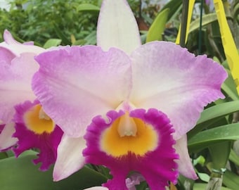 Orchid Plant LIVE Rlc. Mary Lupi 'Volcano Queen' | Rare BLOOMING SIZE Indoor Gardening Houseplant Cattleya Alliance White Pink Purple Flower