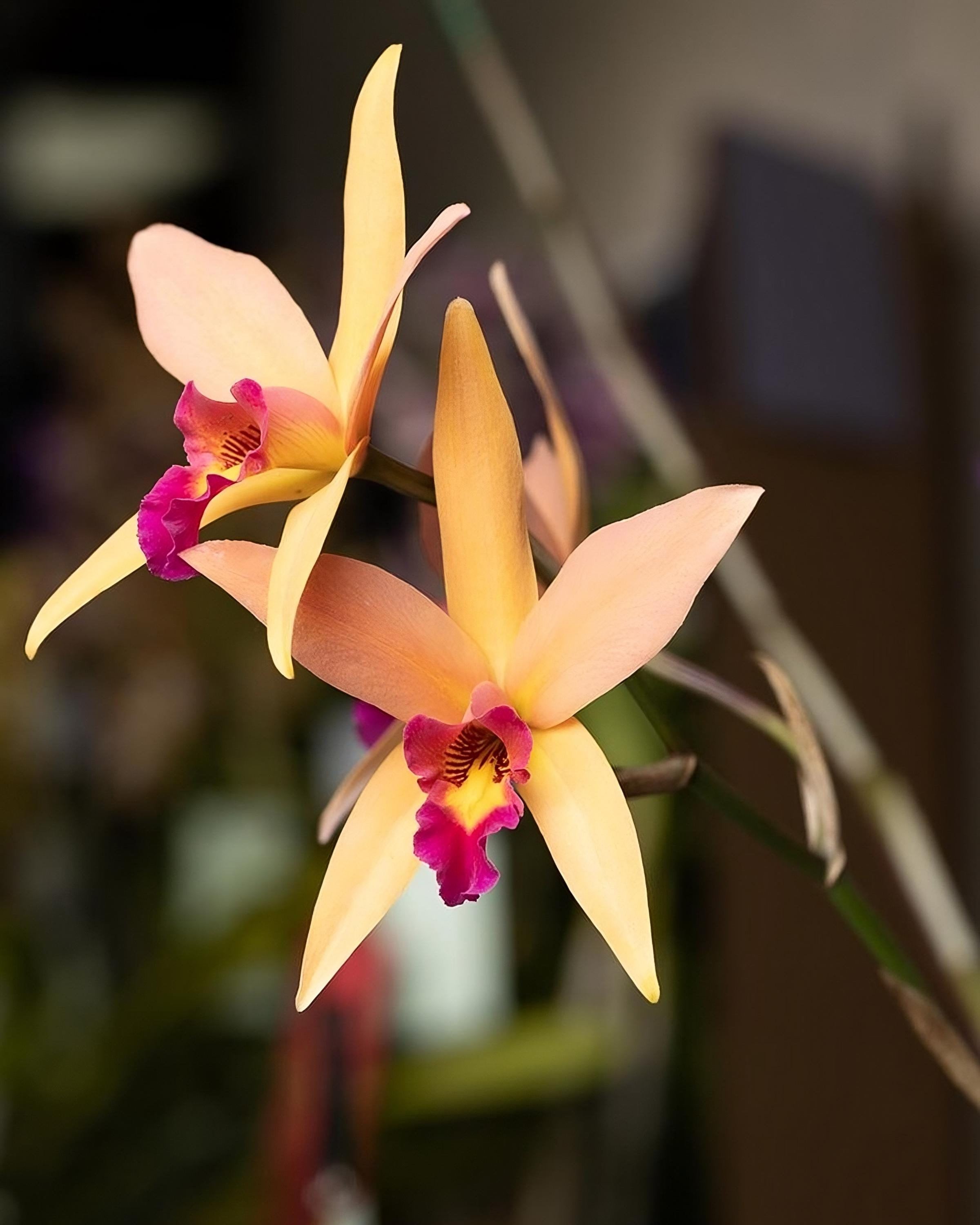 Orchid Plant Live Laeliocattleya Santa Barbara Sunset 'showtime