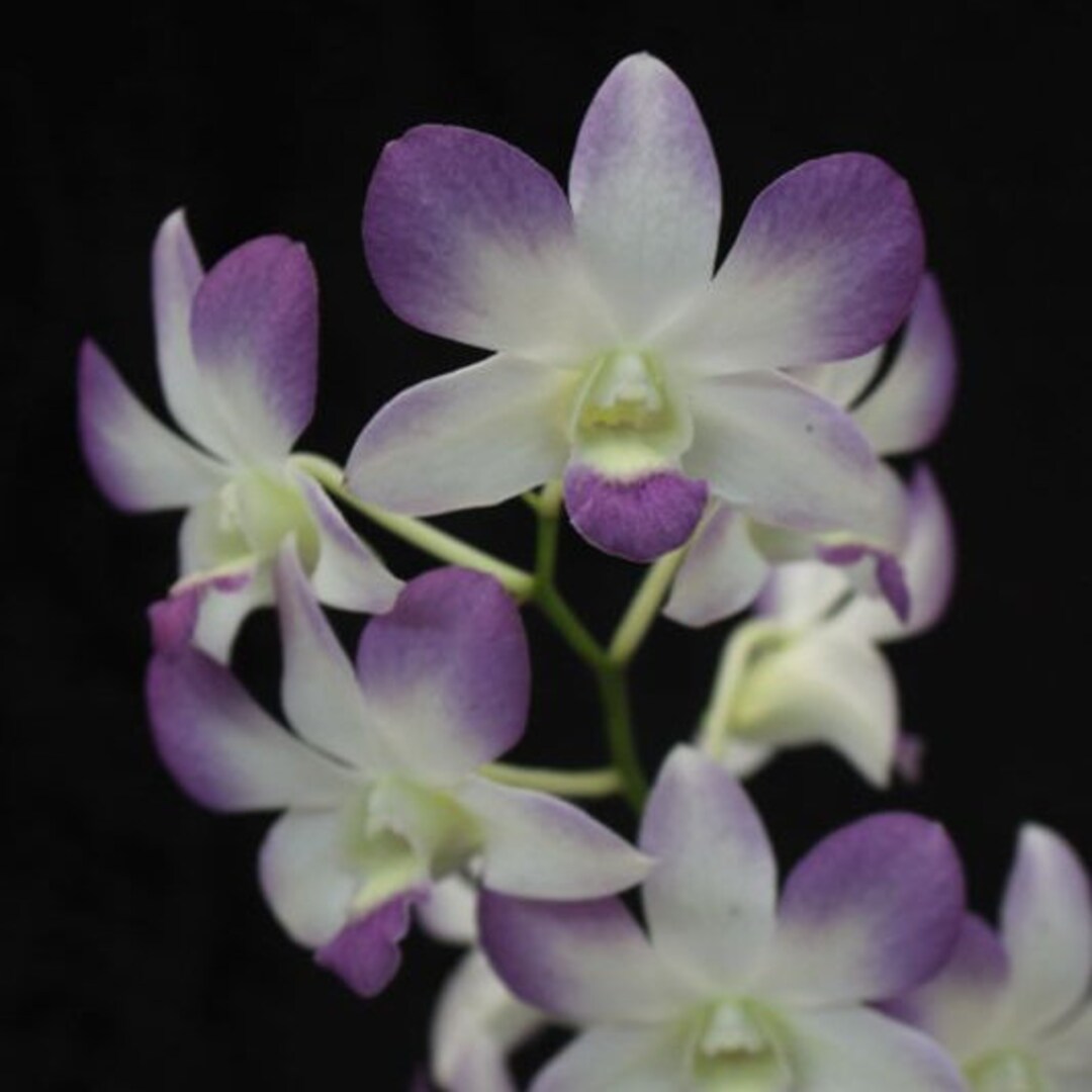 Orchid LIVE Dendrobium Aridang Blue Live BLOOMING SIZE - Etsy Canada