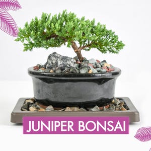 Juniper Bonsai Tree Kit RAVE REVIEWS 3-4 Years Old Juniper Procumbens 'Nana' Glazed Ceramic Indoor Gardening Live Houseplant Home Decor Gift