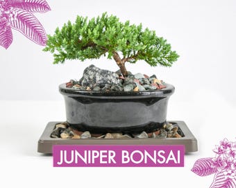 Juniper Bonsai Tree Kit RAVE REVIEWS 3-4 Years Old Juniper Procumbens 'Nana' Glazed Ceramic Indoor Gardening Live Houseplant Home Decor Gift