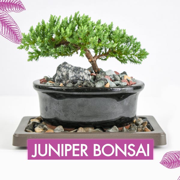 Juniper Bonsai Tree Kit RAVE REVIEWS 3-4 Years Old Juniper Procumbens 'Nana' Glazed Ceramic Indoor Gardening Live Houseplant Home Decor Gift