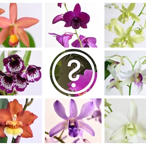 Orchids Bundle Box (Customizable) - Bulk Discount Growers Choice Mystery Variety LIVE Blooming, Starter Size Horticulture Botany Flower Gift