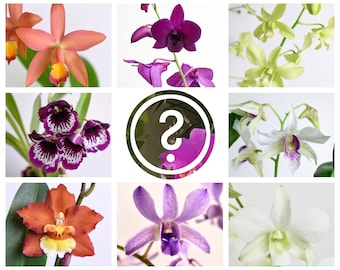 Orchids Bundle Box (Customizable) - Bulk Discount Growers Choice Mystery Variety LIVE Blooming, Starter Size Horticulture Botany Flower Gift
