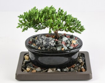 Juniper Bonsai Tree LIVE 3-4 Years Old Juniper Procumbens 'nana' Glazed  Ceramic Indoor Gardening Houseplant Bonzai Plant Home Decor Gift 