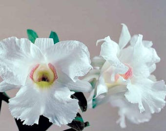 Orchid Plant LIVE Dendrobium Alice Iwanaga | Rare BLOOMING SIZE Indoor Gardening Houseplant Large White Flower Exotic Gift