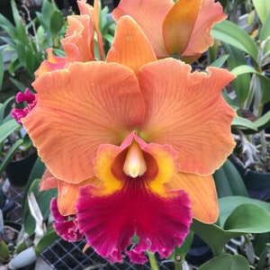 Orchid Plant LIVE Rhyncholaeliocattleya Takeshi Akatsuka | Rare BLOOMING SIZE Cattleya Alliance Indoor Gardening Houseplant Flower